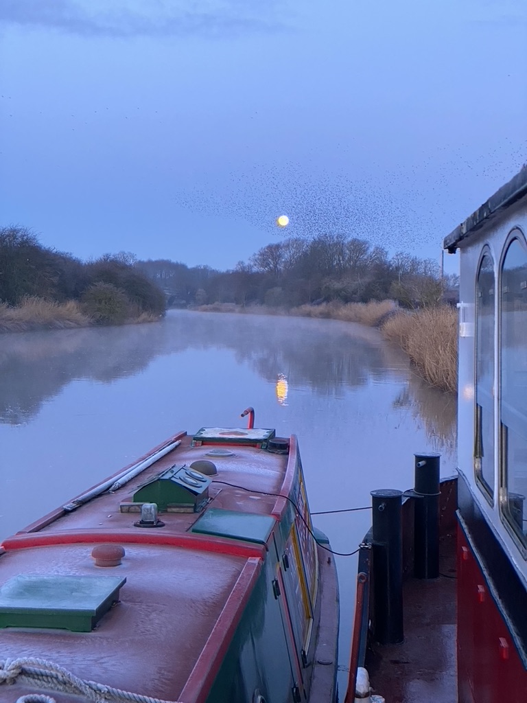 Starling murmuration near to Acton Bridge