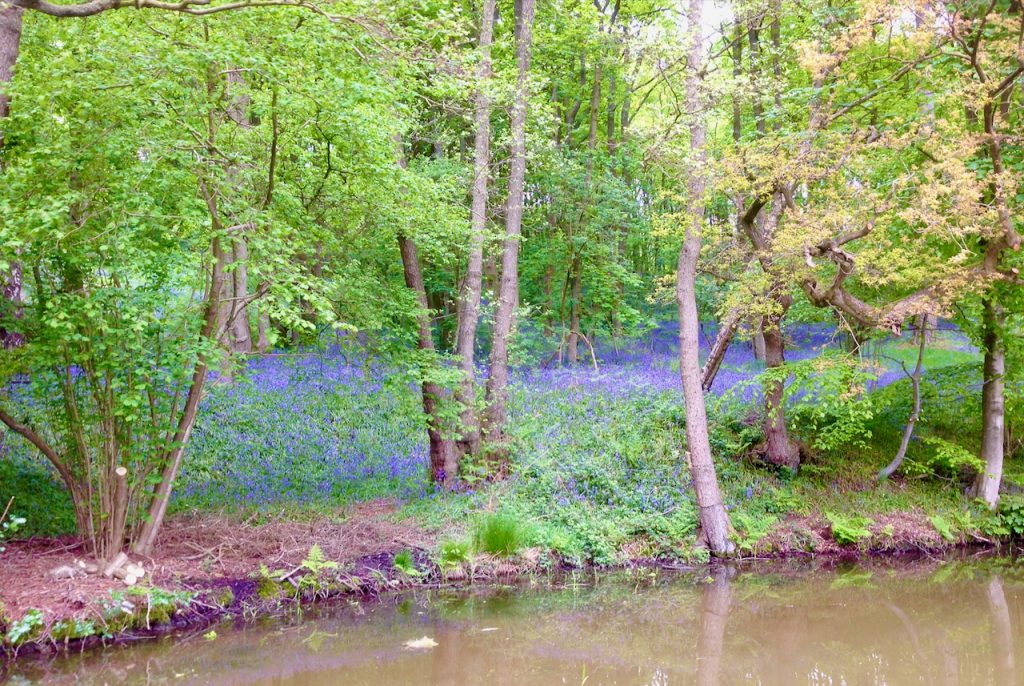 Bluebells on the Leek Branch in 2015