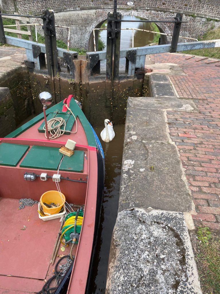 Swan in the lock at Audlem